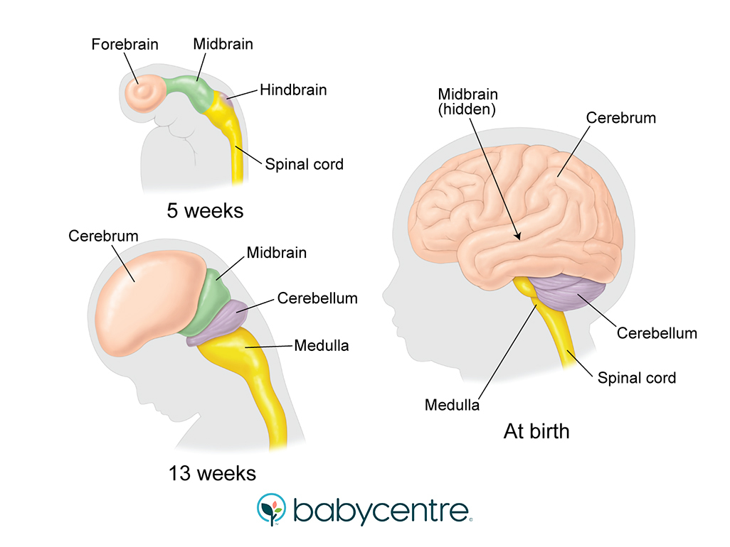 Illustration of thyroid gland