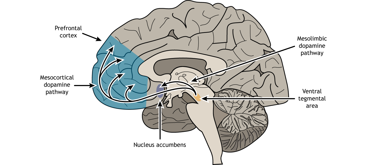 Dopamine Molecule Diagram