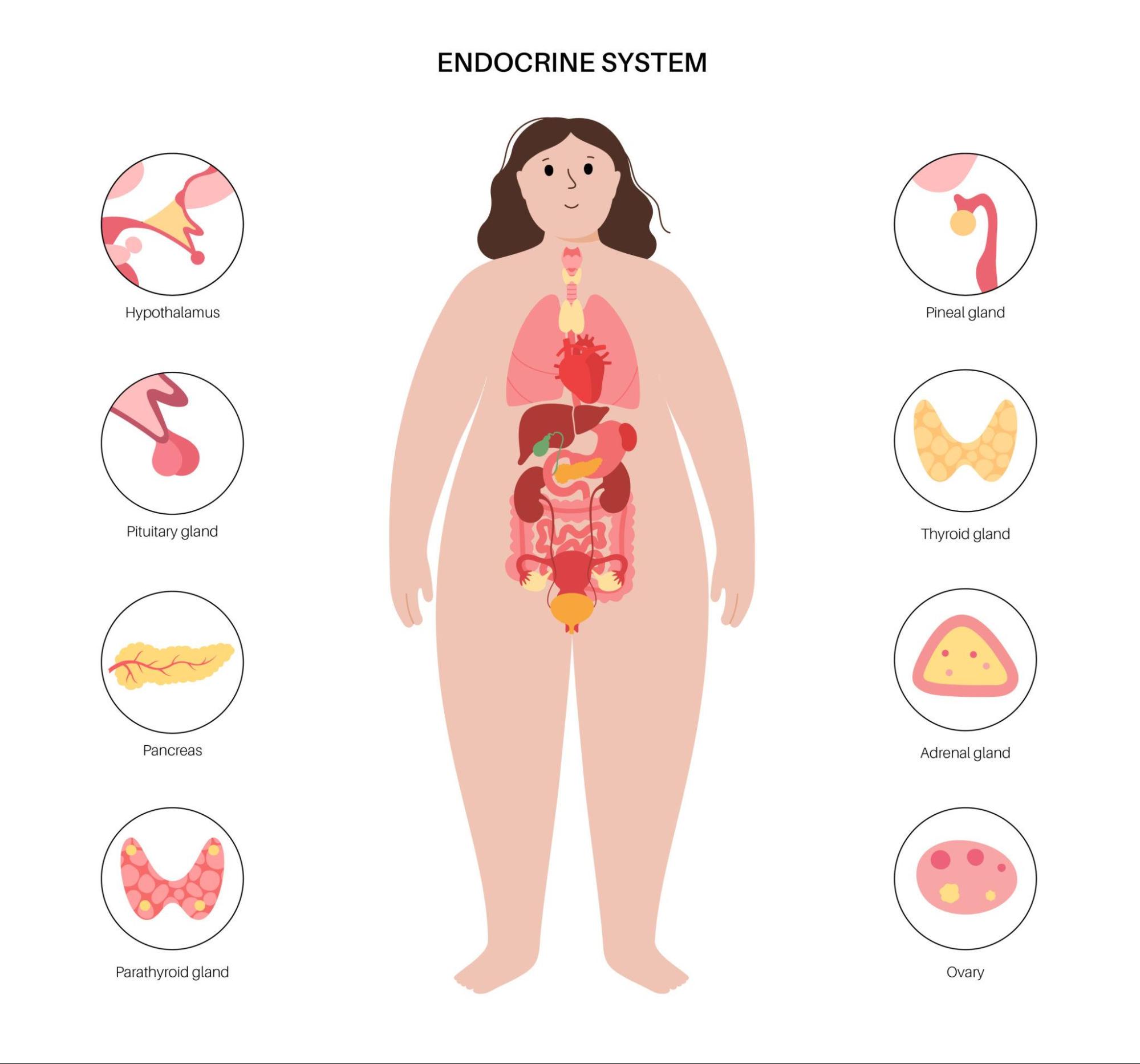 Insulin resistance and metabolic health