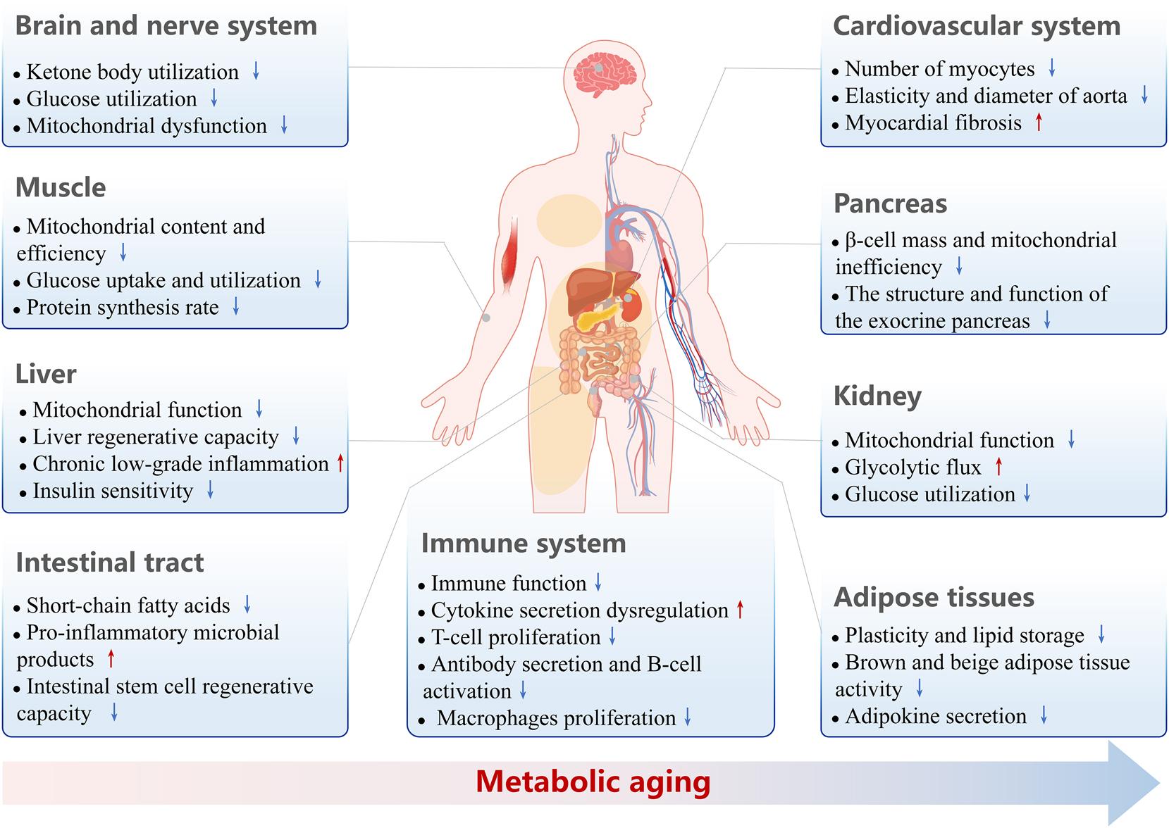 What Is Metabolism, Really?